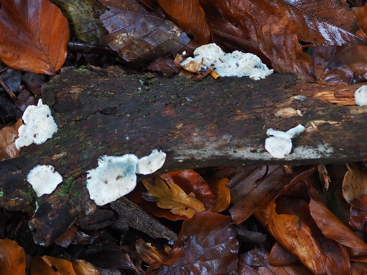 Photo © John Catterson Cyanosporus caesia by John Catterson